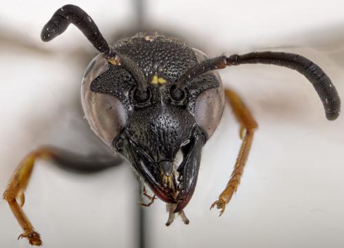 Stenodynerus picticrus